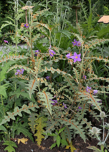 Solanum - les solanum barbelés 13040510