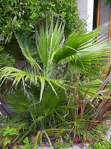 Mon jardin sur le littoral normand 27106310