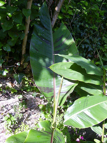 Musa sikkimensis red tiger 28212910