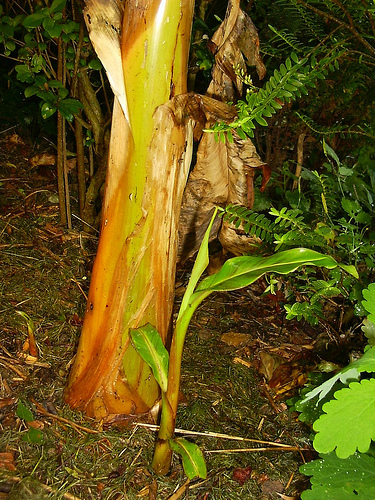 Musa sikkimensis red tiger 28212911
