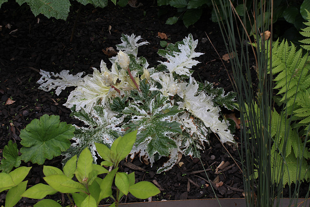 acanthe variegata 33277810