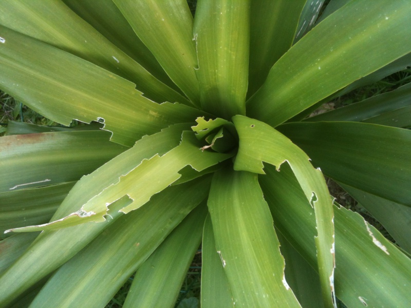 cordyline draconoides en perdition  72813610