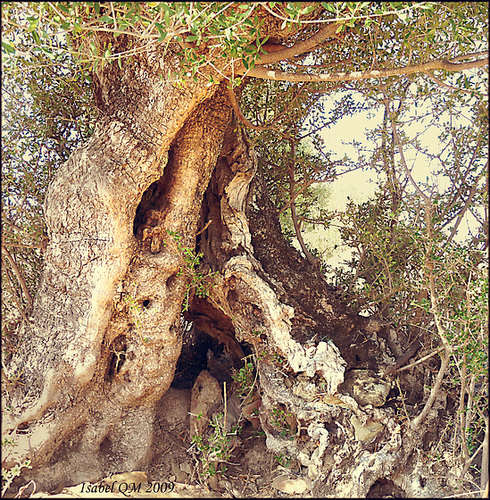 Al-Andalus (Andalousie - Algarve - Alentejo),  faune,  flore, paysages, maisons  et jardins fleuris - Page 15 97111810