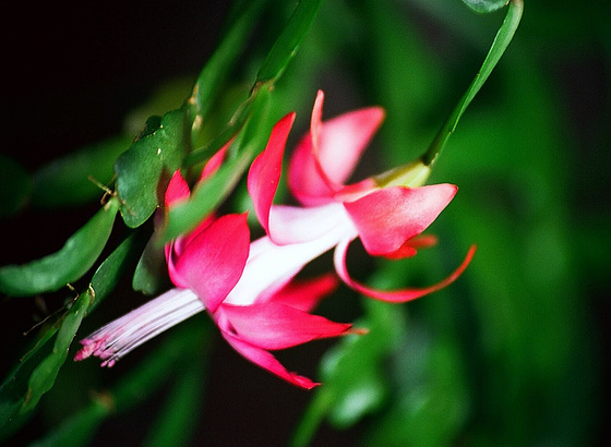 Schlumbergera ou cactus de noël : floraison  98743212