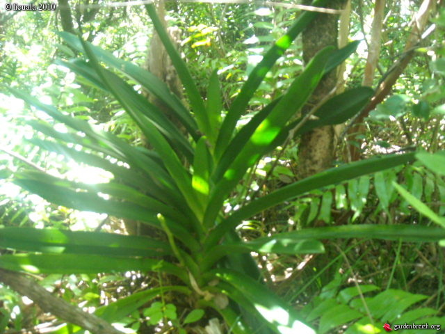 Balade orchidophile à la Réunion Gbpix_85
