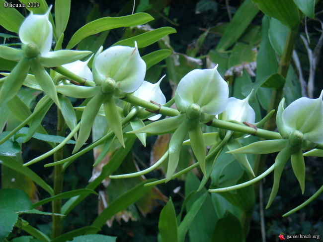 Balade orchidophile à la Réunion Gbpix_86