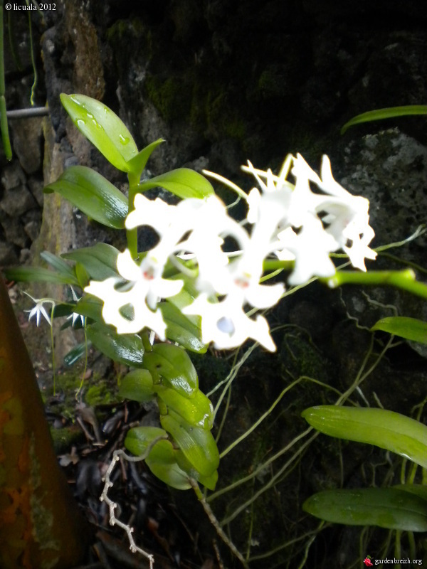 Balade orchidophile à la Réunion Gbpix_88