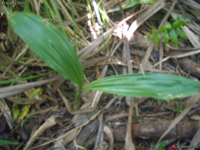 Balade orchidophile à la Réunion Gbpix_91