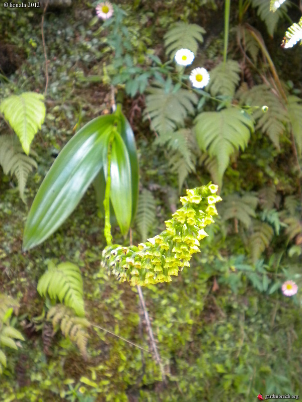 Balade orchidophile à la Réunion Gbpix_92