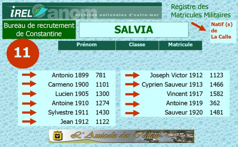 Famille SALVIA Salvia38