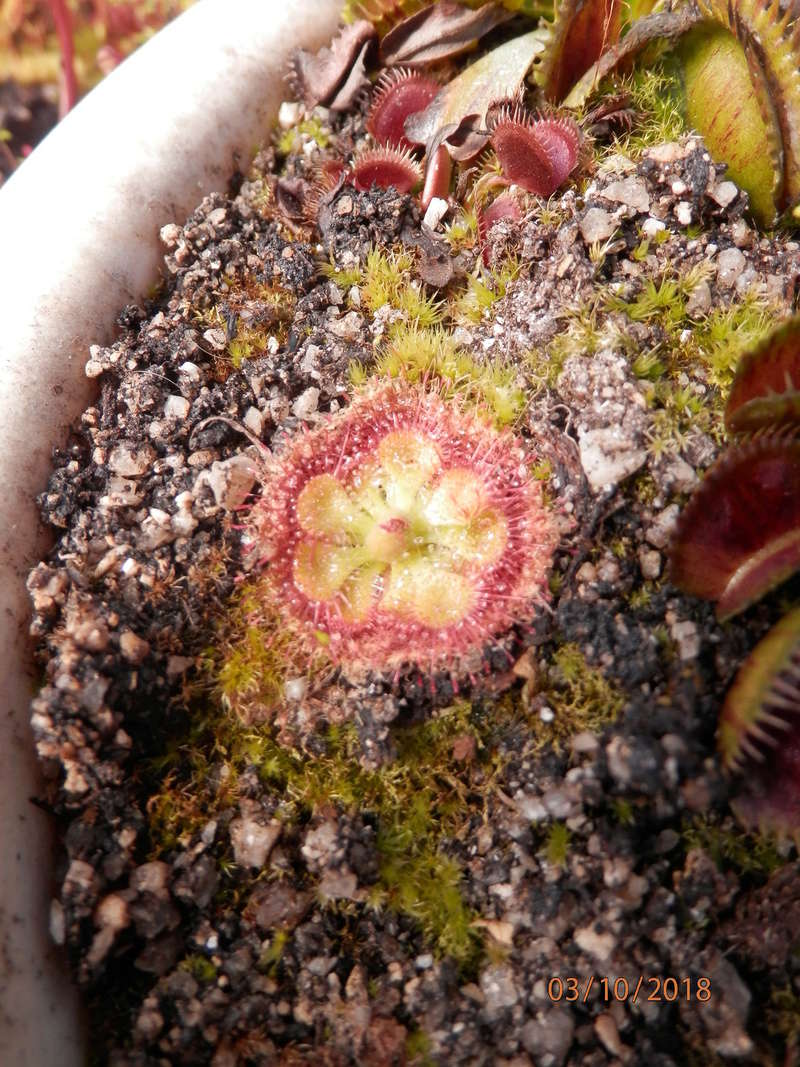 observations sur drosera burmanii. P3100210