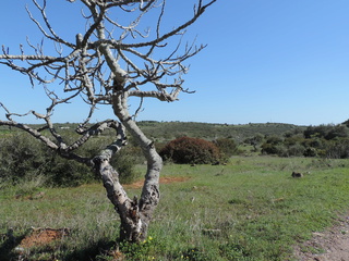 Lagos, Algarve, Portugal mars 2018 Dscn1125