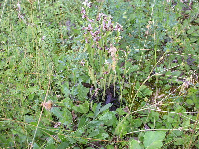 Ophrys apifera ?    Maçka 450 m TR  Dscn2713