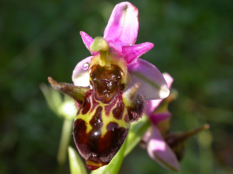 Ophrys oestrifera bicornis ? Sud Maçka TR Dscn2910