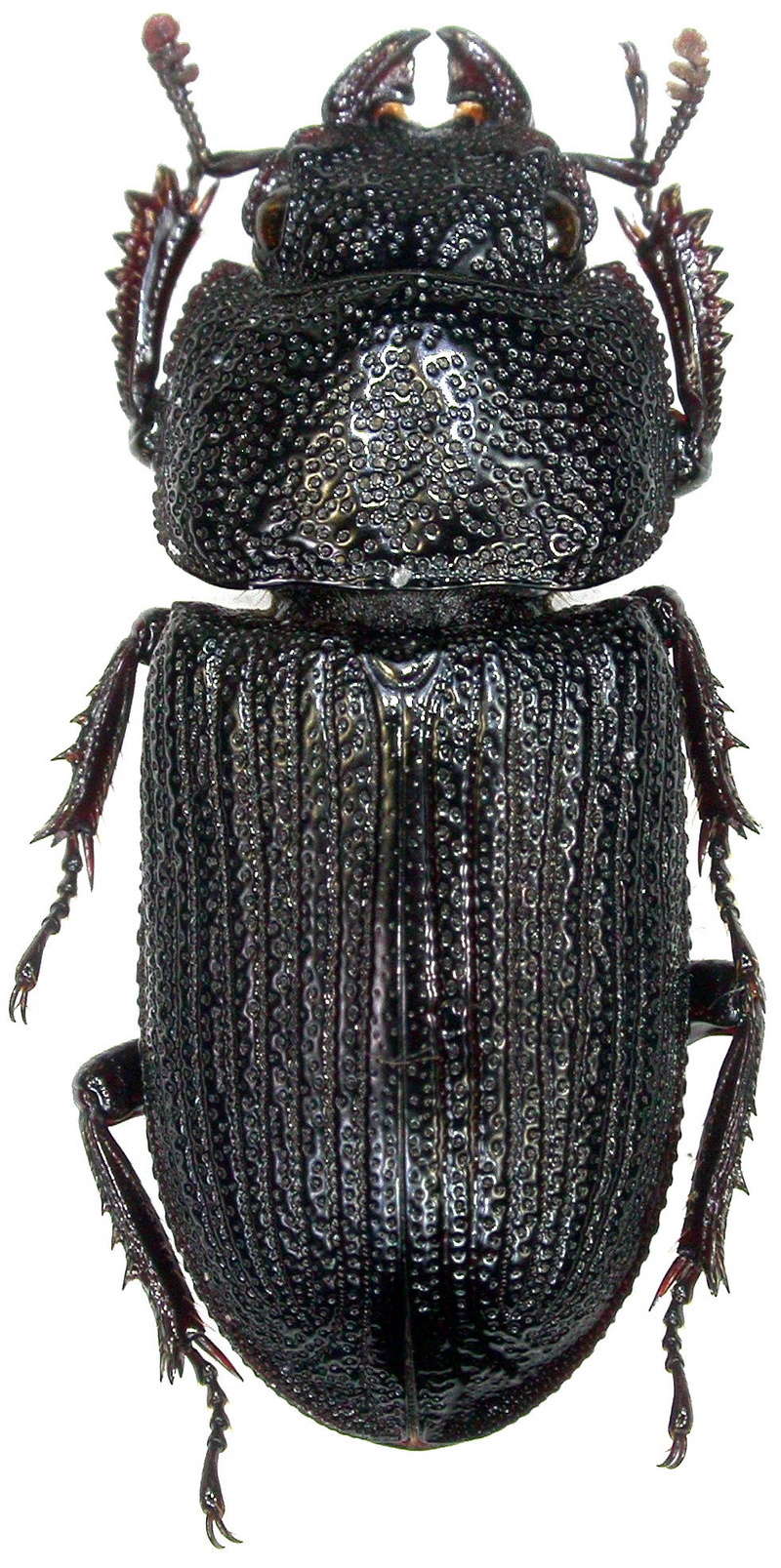 Lucanidae, Miao er Shan 1100m., Guilin reg., Guangxi CHINE
