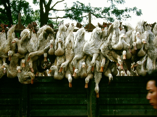 Longsheng, Guilin CHINE juin 1993 Dscn7410