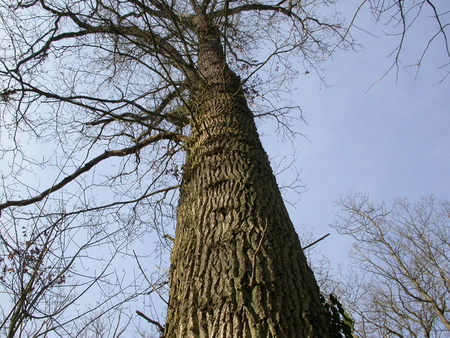 Somptueuse forêt de Marly (78) Dscn7510