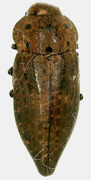 Capnodis tenebricosa, Dscn9010