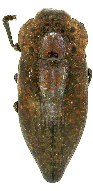 Capnodis tenebricosa, Dscn9011