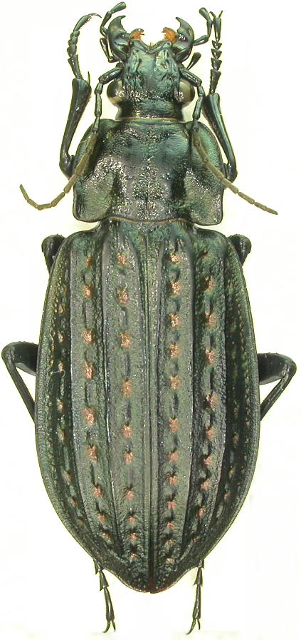 Carabus clatratus Dscn9111