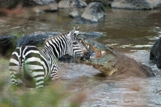 O zebră scapă ca prin minune din colţii unui crocodil Thumb_11