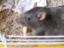 Sauvetage de 150 rats chez moi (fev 2010) Img_0910