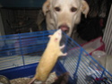Sauvetage de 150 rats chez moi (fev 2010) Img_0912