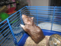 Sauvetage de 150 rats chez moi (fev 2010) Img_0914