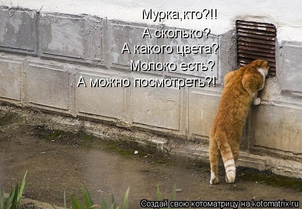 Коты, кошки и милые мордахи - Страница 4 29612310