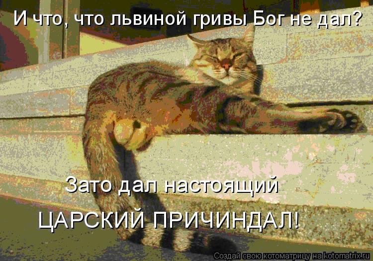 Коты, кошки и милые мордахи - Страница 4 546510