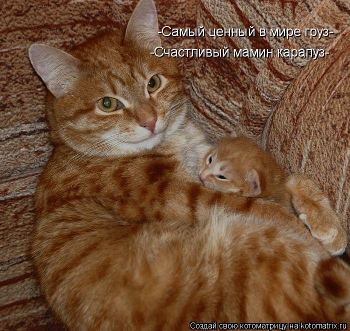 Коты, кошки и милые мордахи - Страница 4 71237710