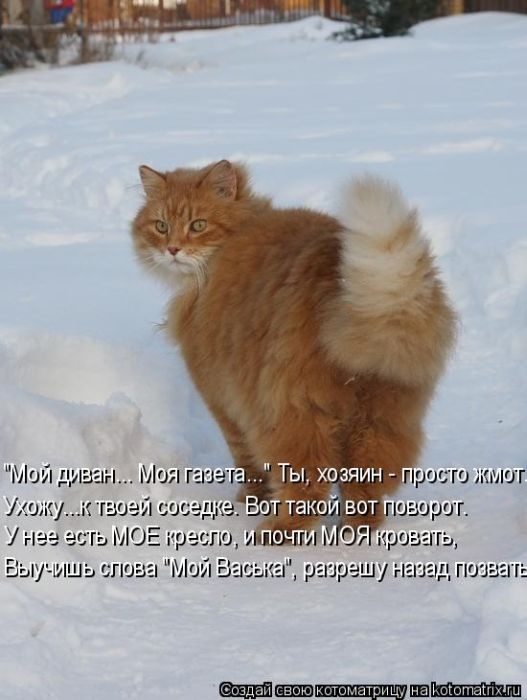 Коты, кошки и милые мордахи - Страница 4 8_bmp10