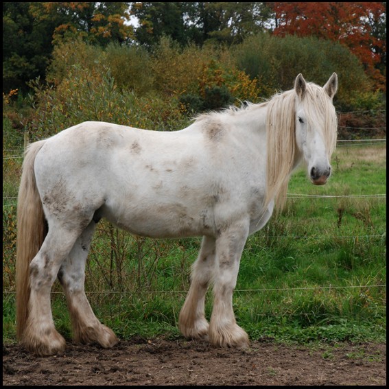 A vendre E.T, hongre irish cob Et0310