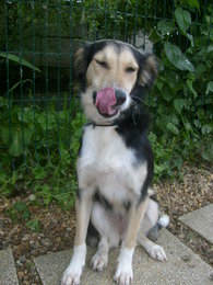 [adoptée] Doudoune, femelle croisée border collie de 1 an -972 et France entière- Doudou14