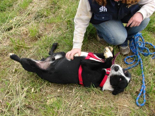 [adopté] Pilou, X Border Collie, 4 ans, cherche sa VRAIE famille, Refuge de Morée (41) Pilou210