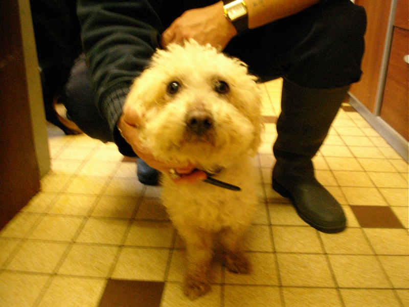 Mâle type bichon 6 ans refuge de dunkerque Bichon14