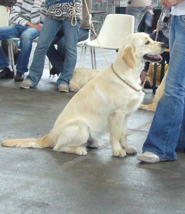 Expo Canine de Canyon et Dakota le 7 juin P1030410