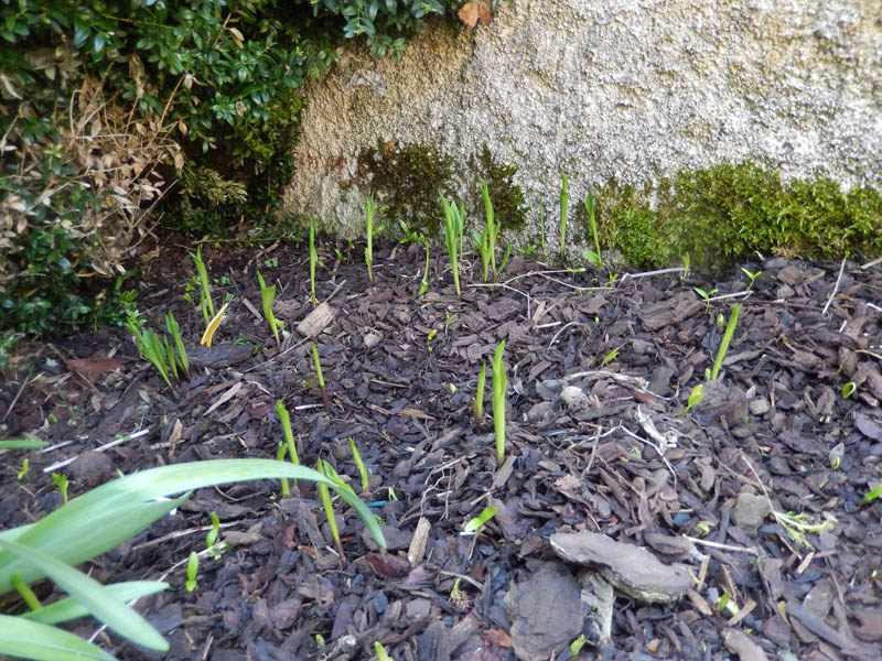 Un peu de printemps dans mon petit jardin ! 2018-615