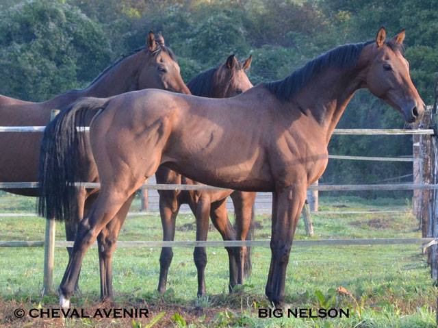 Big nelson hgre ps 6 ans adopté par alexandra/JB 10 17 Big_ne10