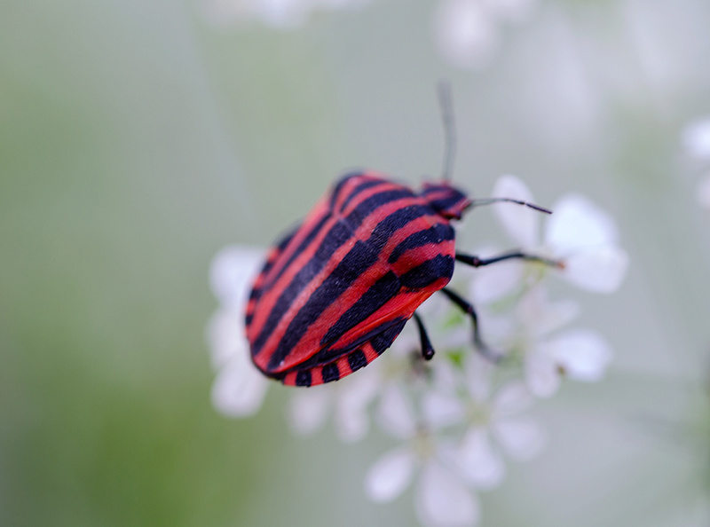 En rouge et noir _dsc0210