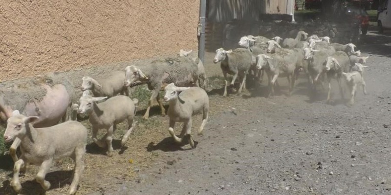 RATP: Des moutons et des chèvres recrutés pour tondre les abords de la gare RER B d'Orsay B1104
