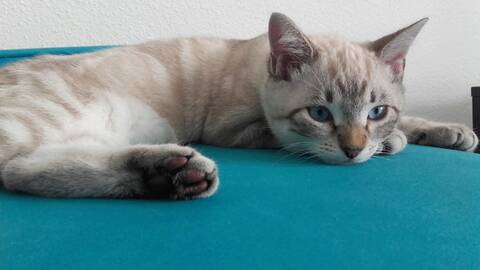 Perdu Chaton Croise Siamois Aux Marots Colomiers