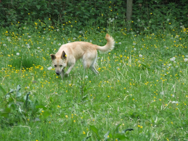 Canelle, X Malinois, 10/2006 (Tabanac-33) Canell17