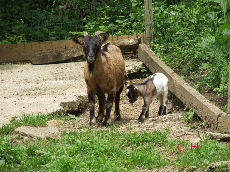 petit canichou Chevre10