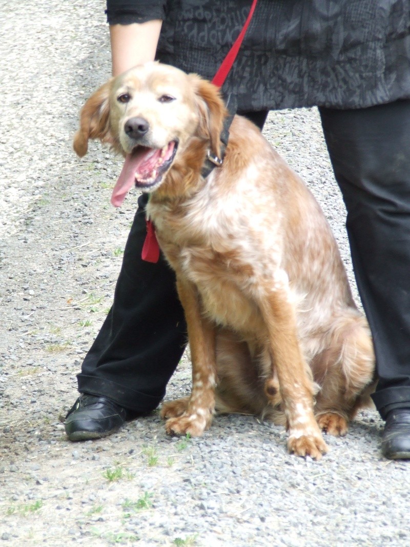 Diego - croisé setter - né en 2007 (Tabanac 33) Diego710