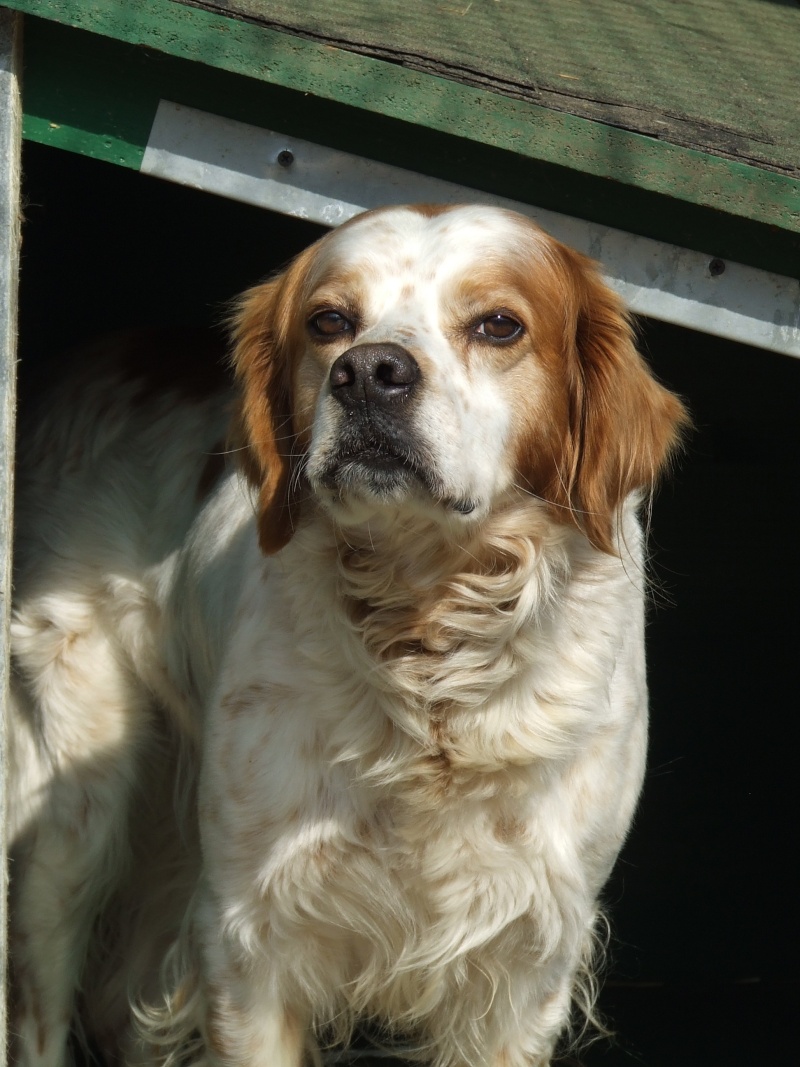 Elfie, croisé epagneul / setter 10 ans   (7  ans refuge)( Tabanac 33 ) Elfie10