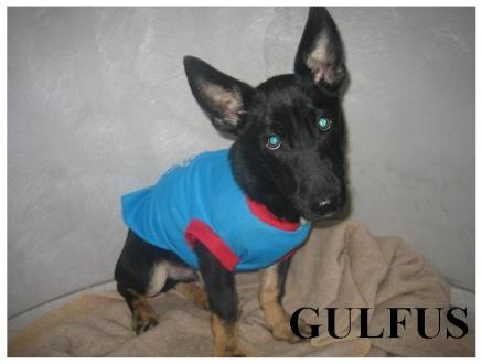 Gulfus, né en 08/2009 Gulfus10