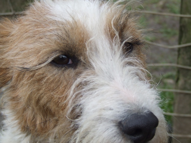 Lani, fox terrier, né en 02/2006 Lani210