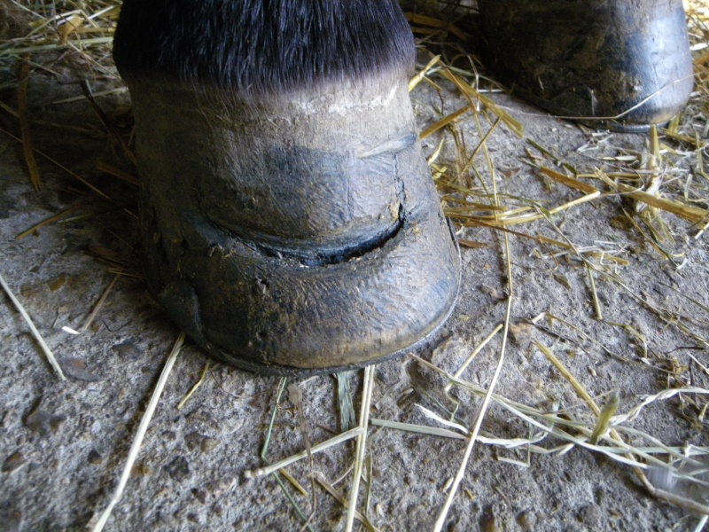 Fente sur le sabot de Billy