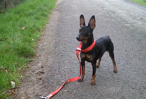 Eliot, Pinscher d'environ 1 an, au refuge du clion sur mer (44) Img00013